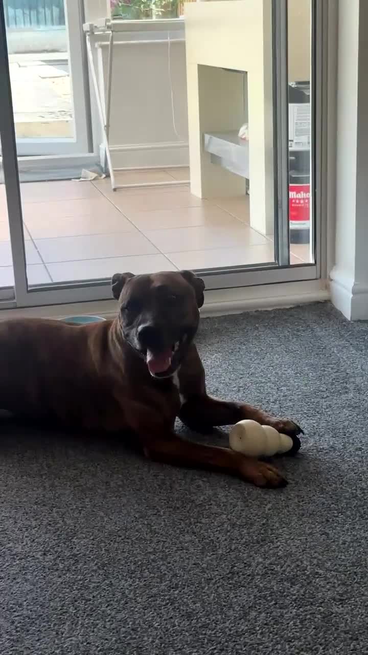 Staffordshire Bull Terrier dogs for sale: REHOME not dogs fault age 3 - Video 2