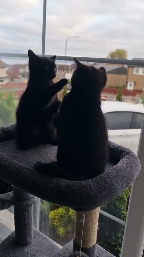 British Shorthair cats for sale: British Shorthair Cross Kittens for Sale - Video 2