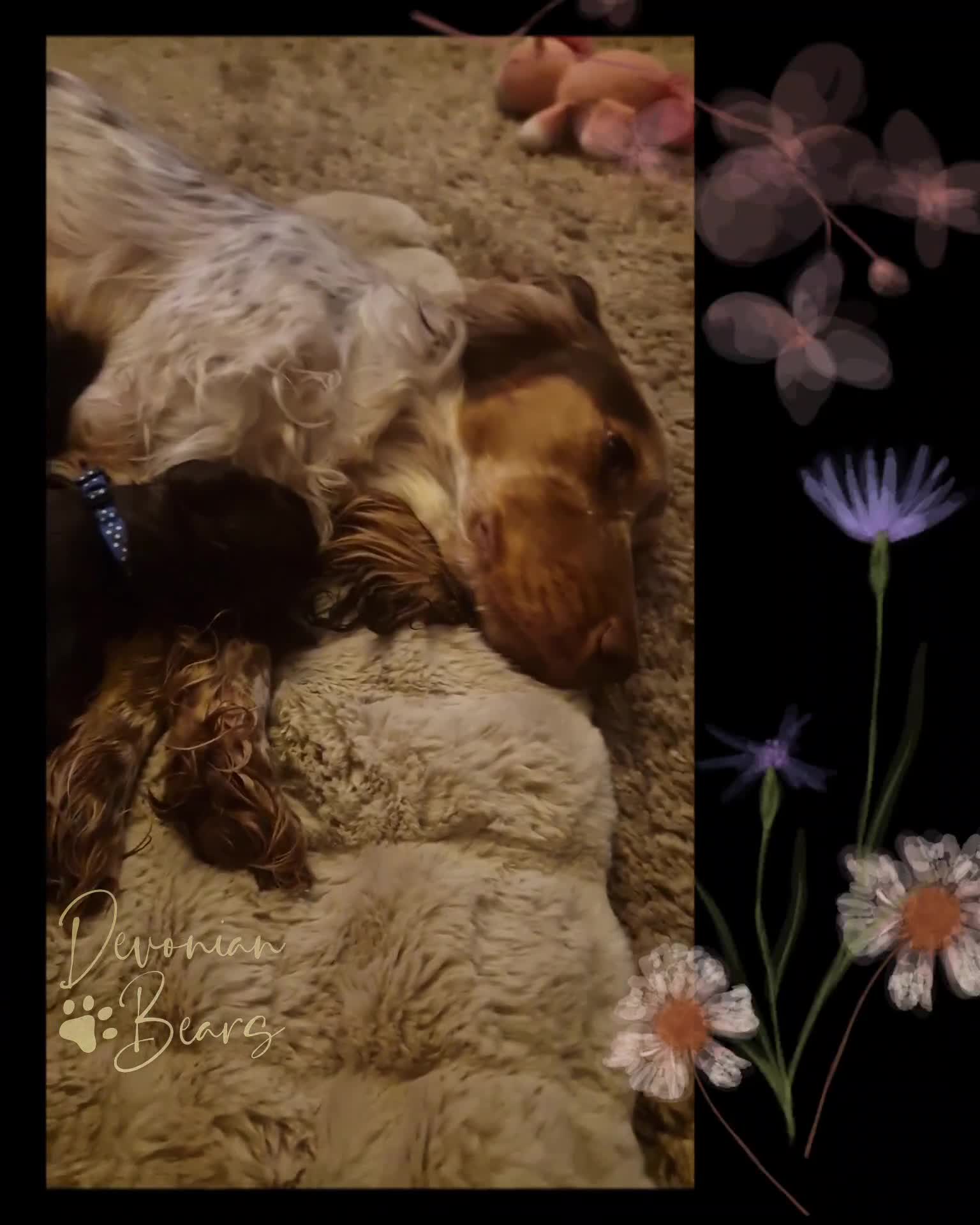 Cocker Spaniel dogs for sale: FULLY Health tested English Cocker Spaniel puppies - Video 1