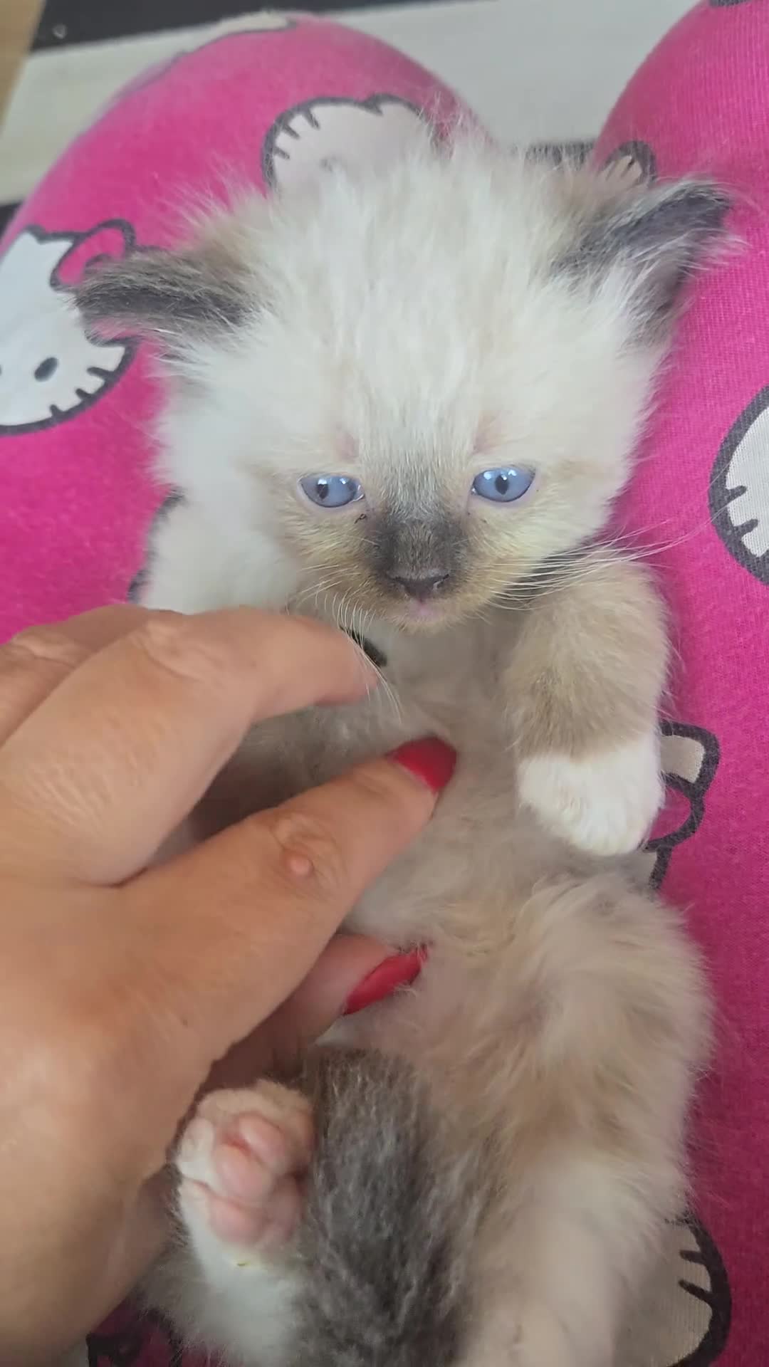 Ragdoll cats for sale: Just 2 left: Purebred female Ragdoll kittens - Video 1