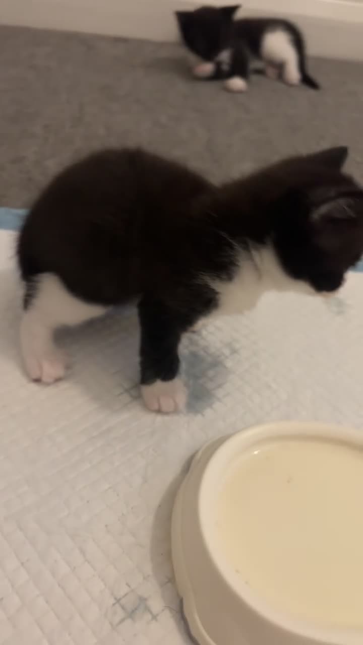 Domestic Shorthair cats for sale: Black and white kittens  - Video 3