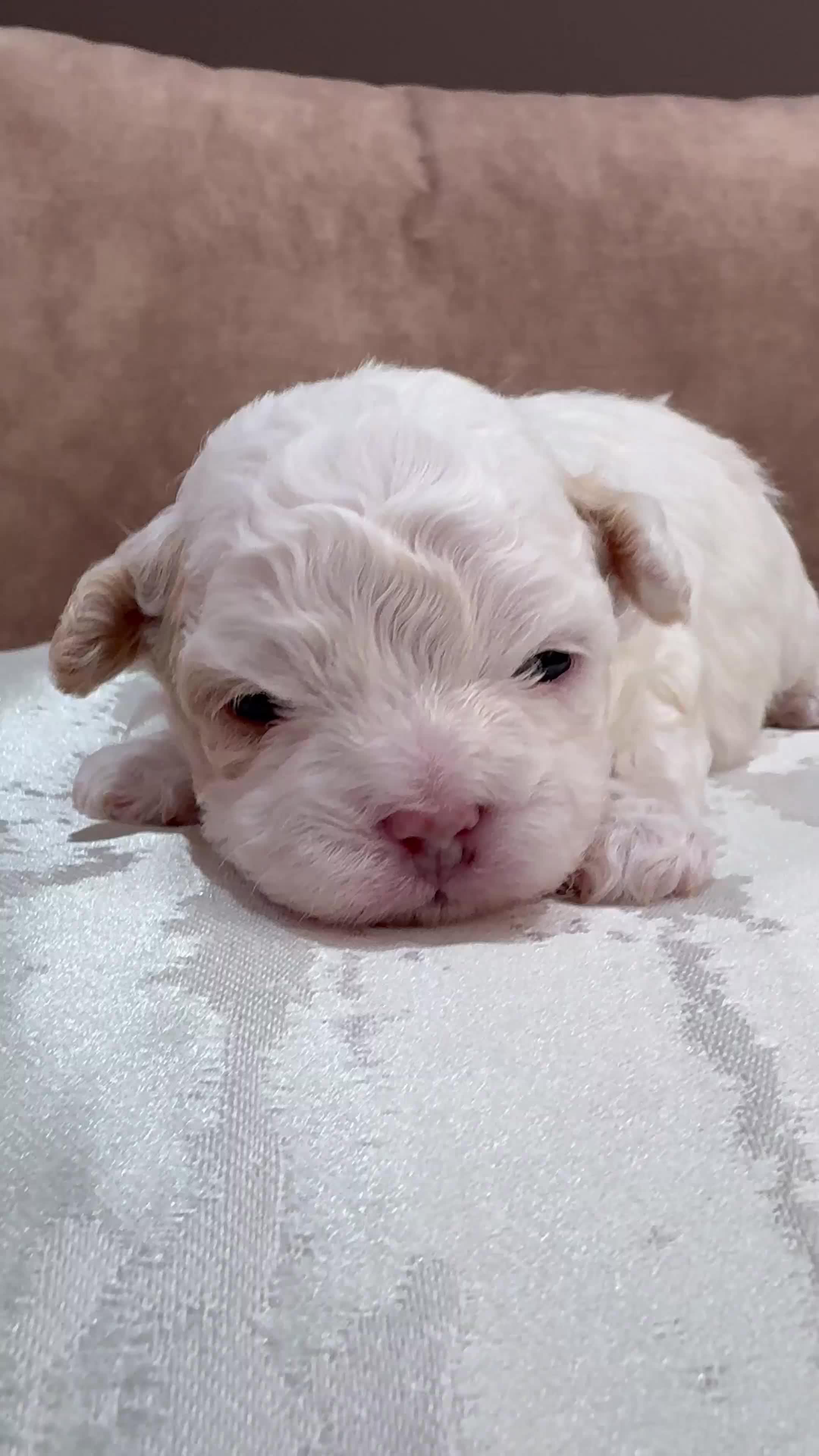 Mixed Breed dogs for sale: DonnaJays something special Cavashihpoo 🌟🌟🌟🌟🌟 - Video 2
