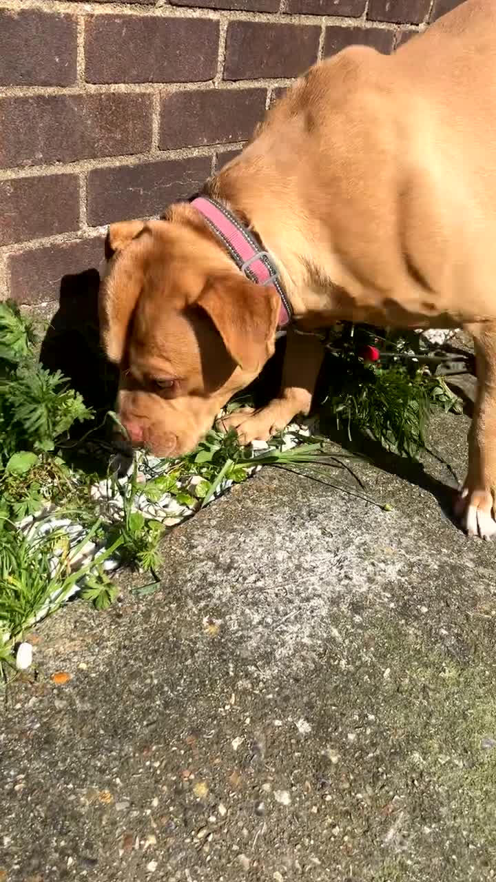 American Bull Staffy dogs for stud: Beautiful temperament  in Luton - Video 2