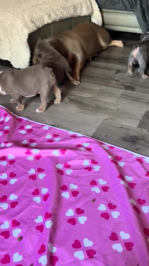 English Bulldog dogs for sale: Winnie’s amazing litter of 6 beautiful babies - Video 1