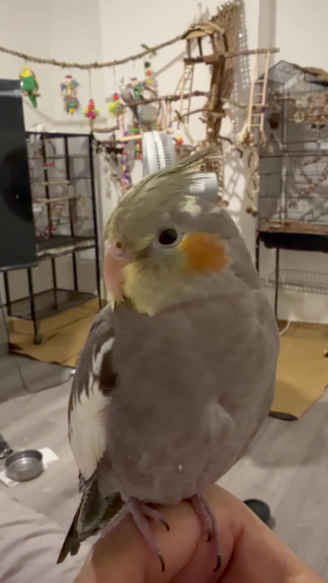 Cockatiels birds for sale: Peeku beautiful grey hand tamed cockatiel baby  - Video 1