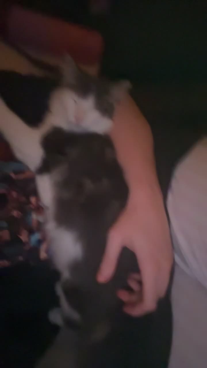 Mixed Breed cats for sale: Brucey - Video 1