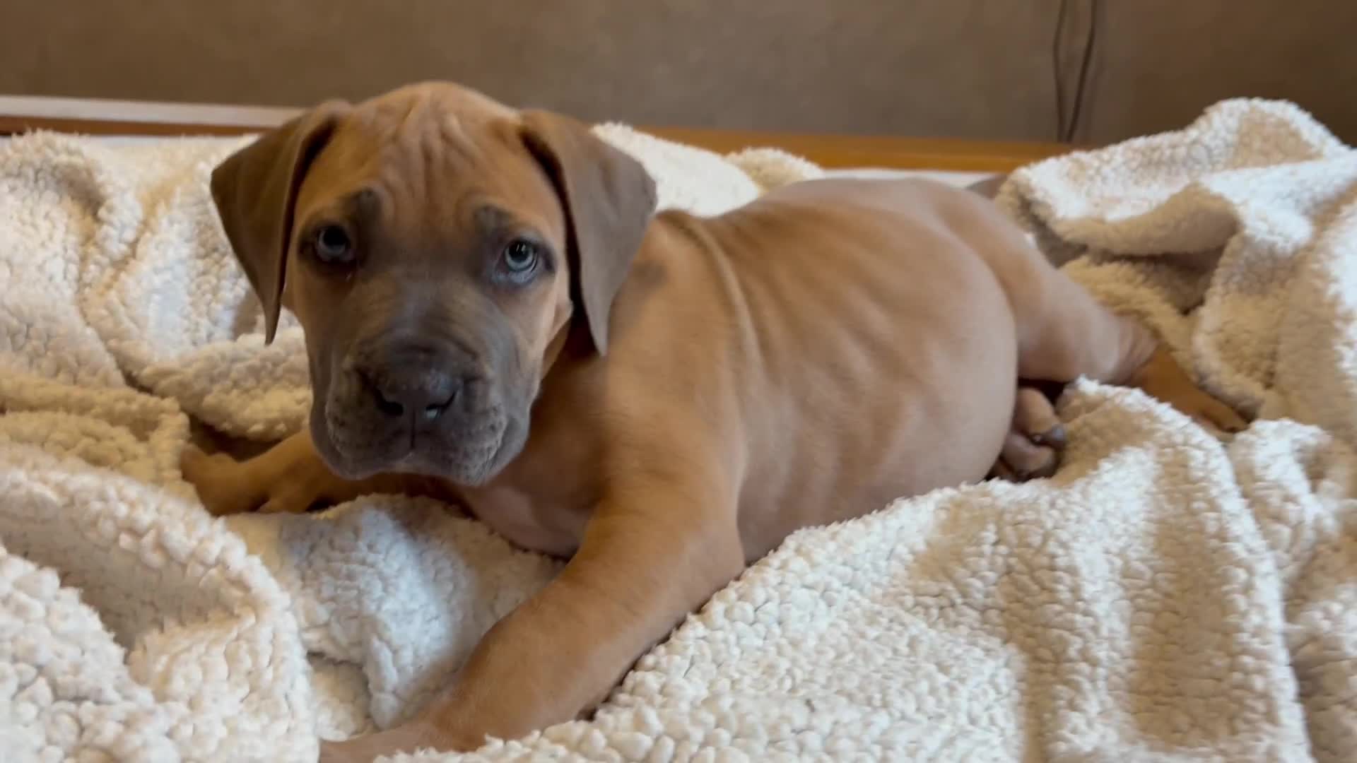 Boerboel dogs for sale: EXCEPTIONAL NABBR REGISTERED PUPPIES!  - Video 1