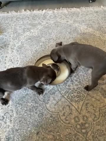 Staffordshire Bull Terrier dogs for sale: Two beautiful stuffy Puppy girls for sale ready  in Cambridge - Video 1