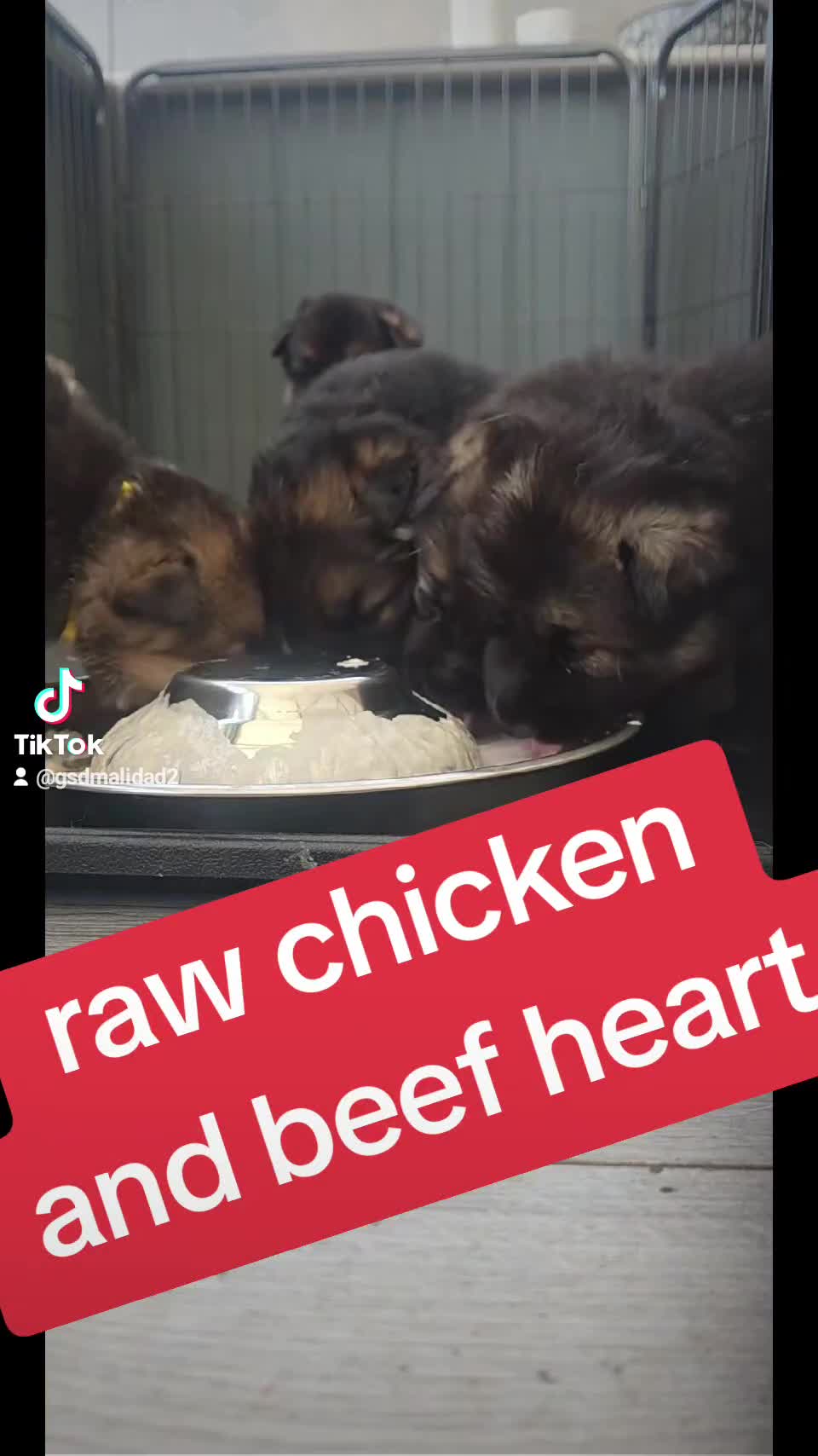 German Shepherd dogs for sale: German shepherd pups - Video 1