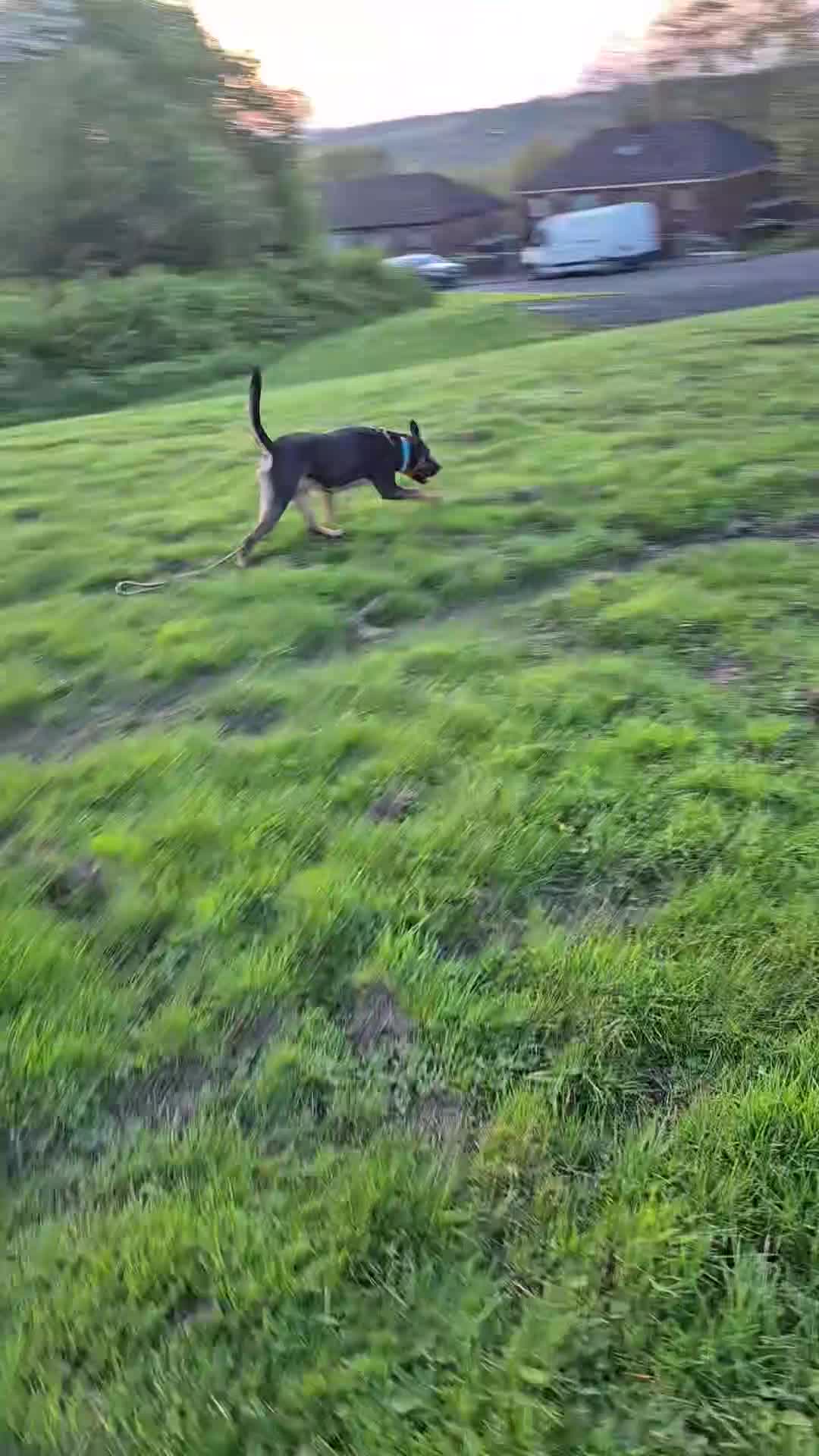 Mixed Breed dogs for sale: 2 year old staff mix - Video 1