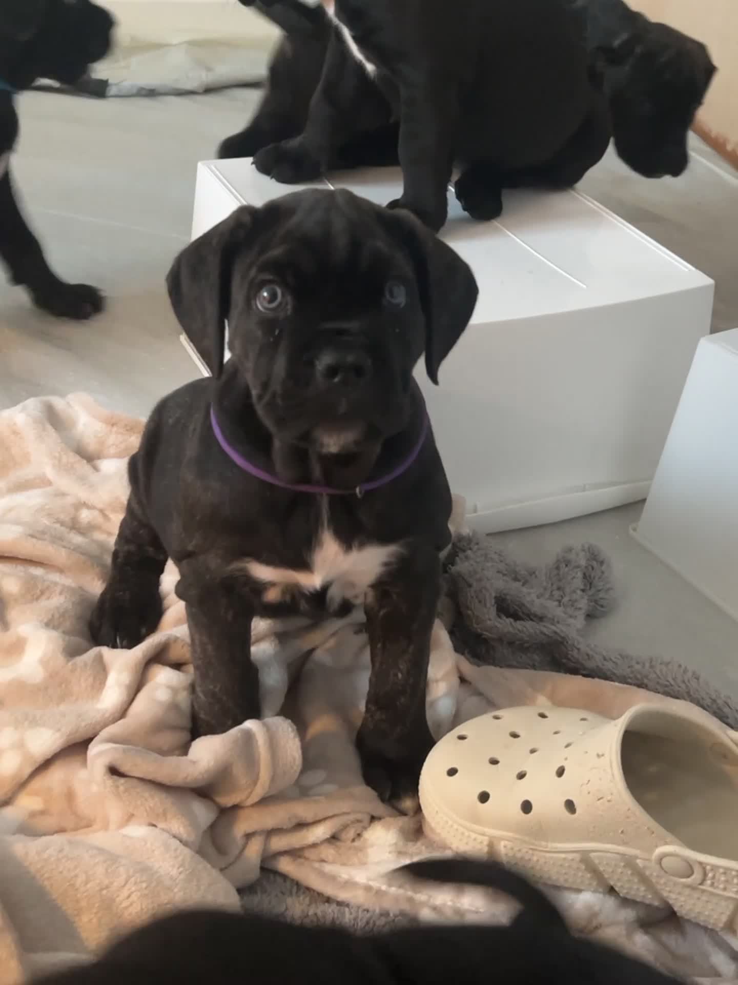 Cane Corso dogs for sale: Yuki X Aries Russian Champ Bloodline Puppies - Video 2