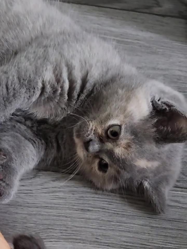 British Shorthair cats for sale: BSH Blue Kittens  - Video 3
