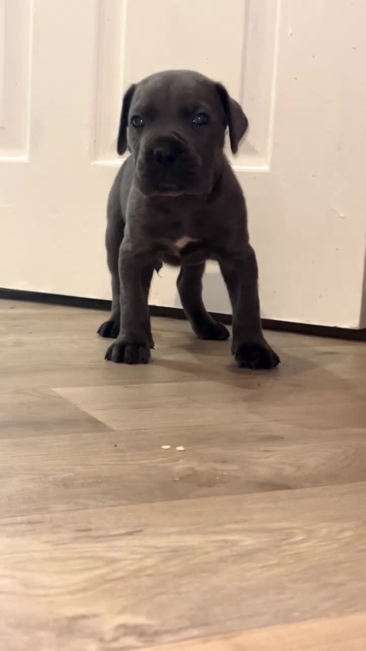 Cane Corso dogs for sale: Cane corso pups - Video 1