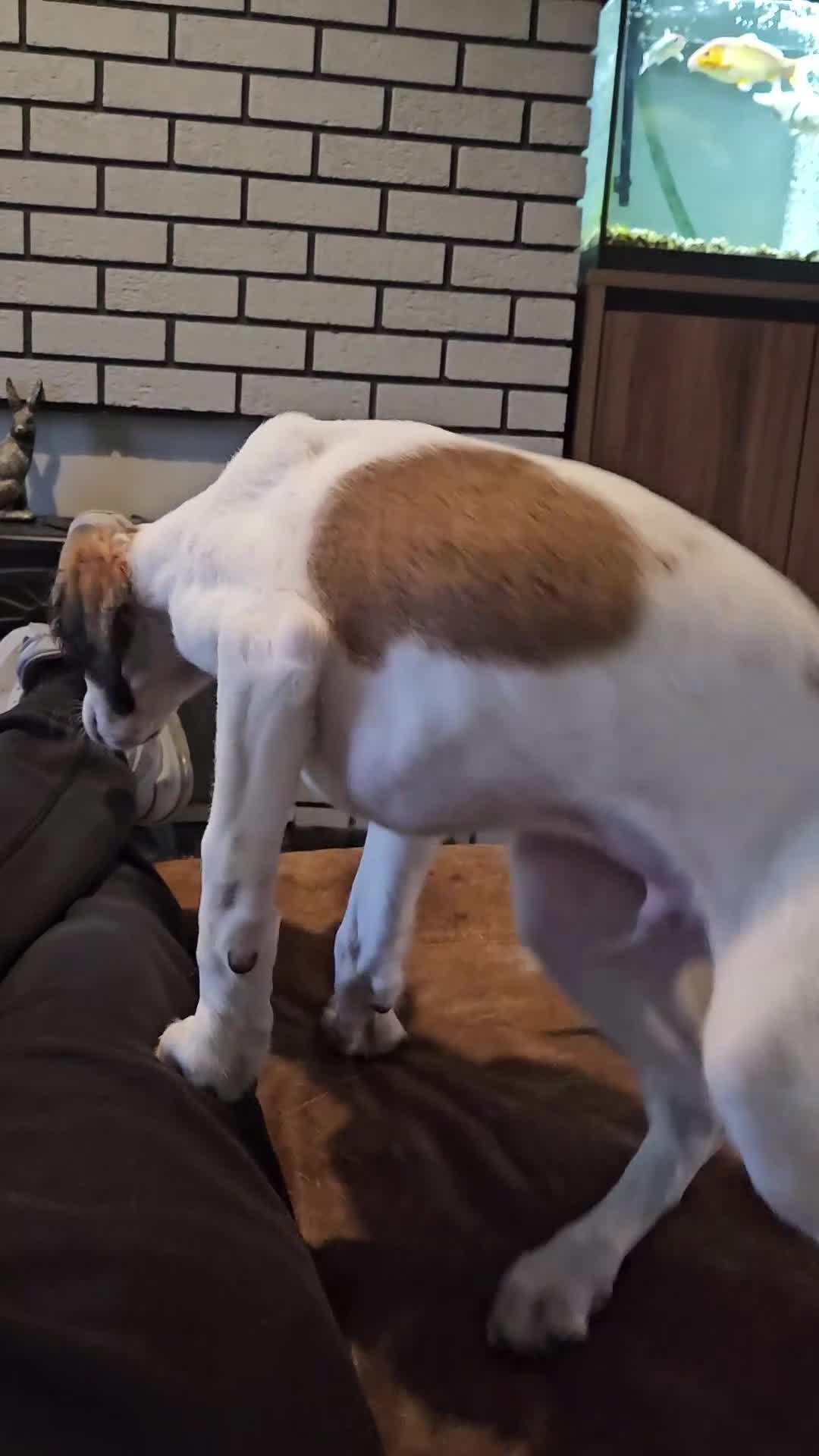 Saluki dogs for sale: Reduced registered saluki pup - Video 3