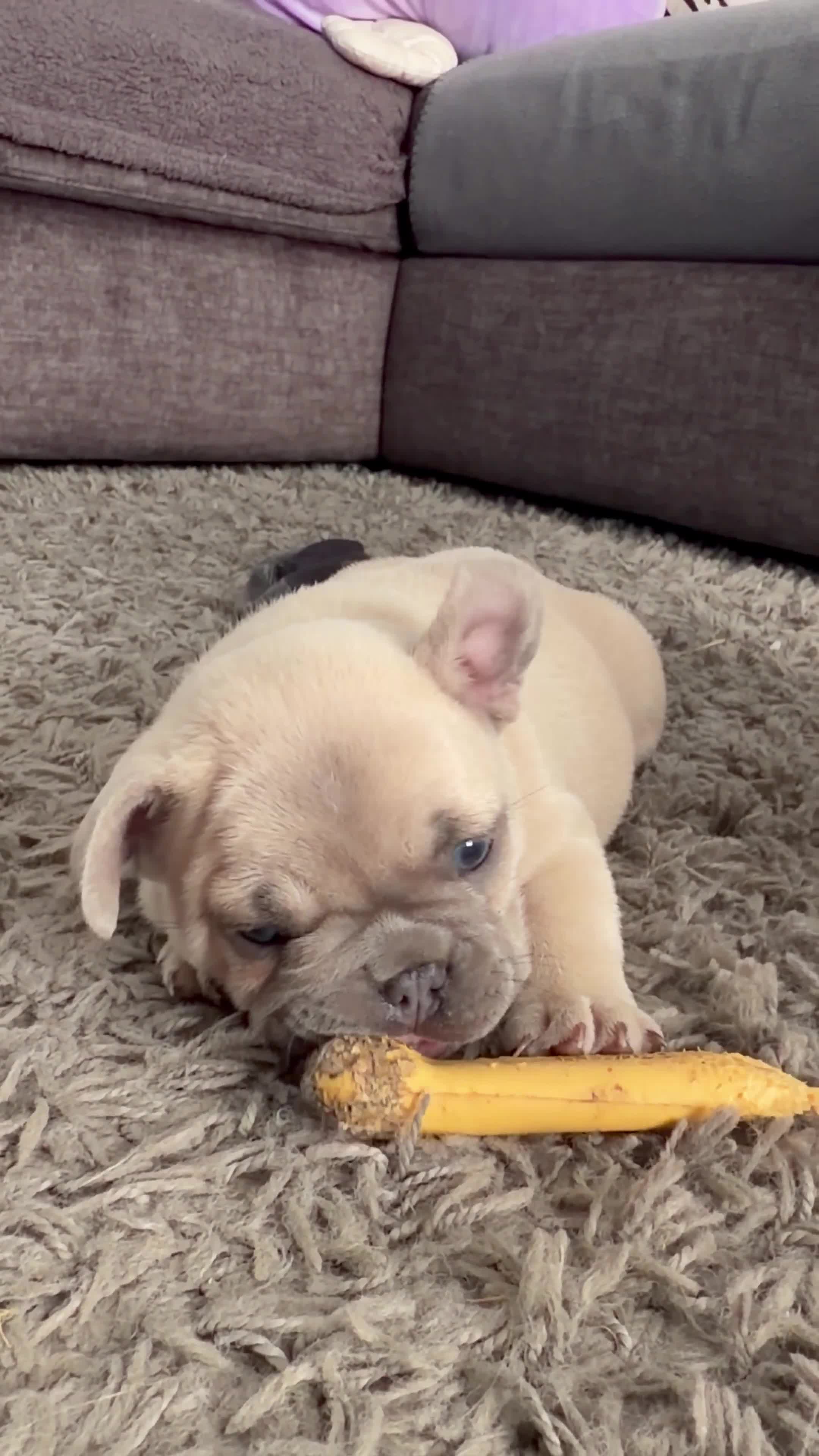 French Bulldog dogs for sale: Three stunning male French bulldogs for sale in Manchester - Video 2