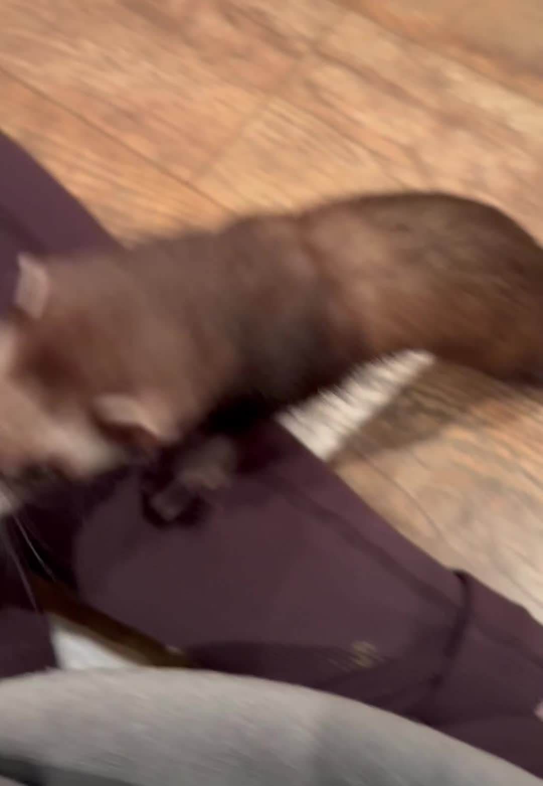 Ferret rodents for sale: Noodle the ferret! 🐾  - Video 2