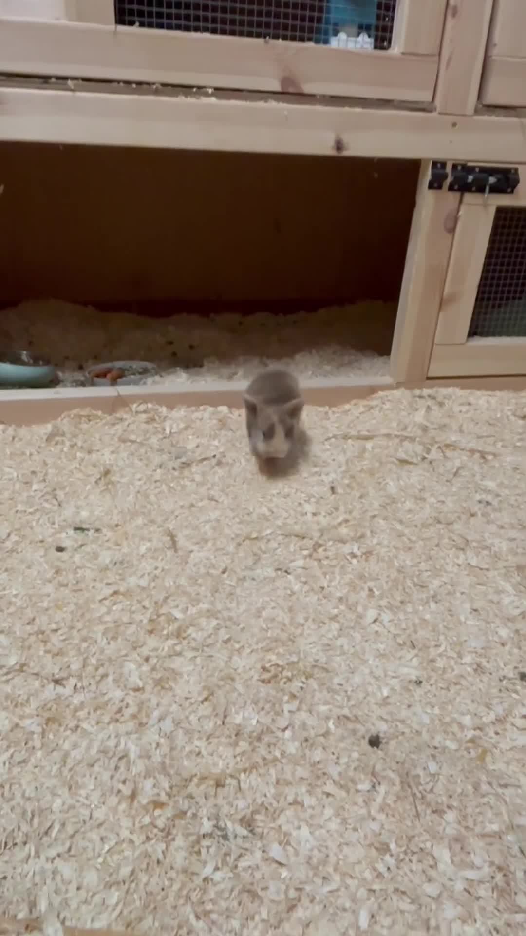 Mini Lop rabbits for sale: Mini Lop Bunnies  - Video 1