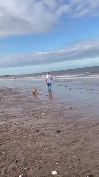 Cocker Spaniel dogs for stud: Show  cocker spaniel STUD in Lincoln - Video 3