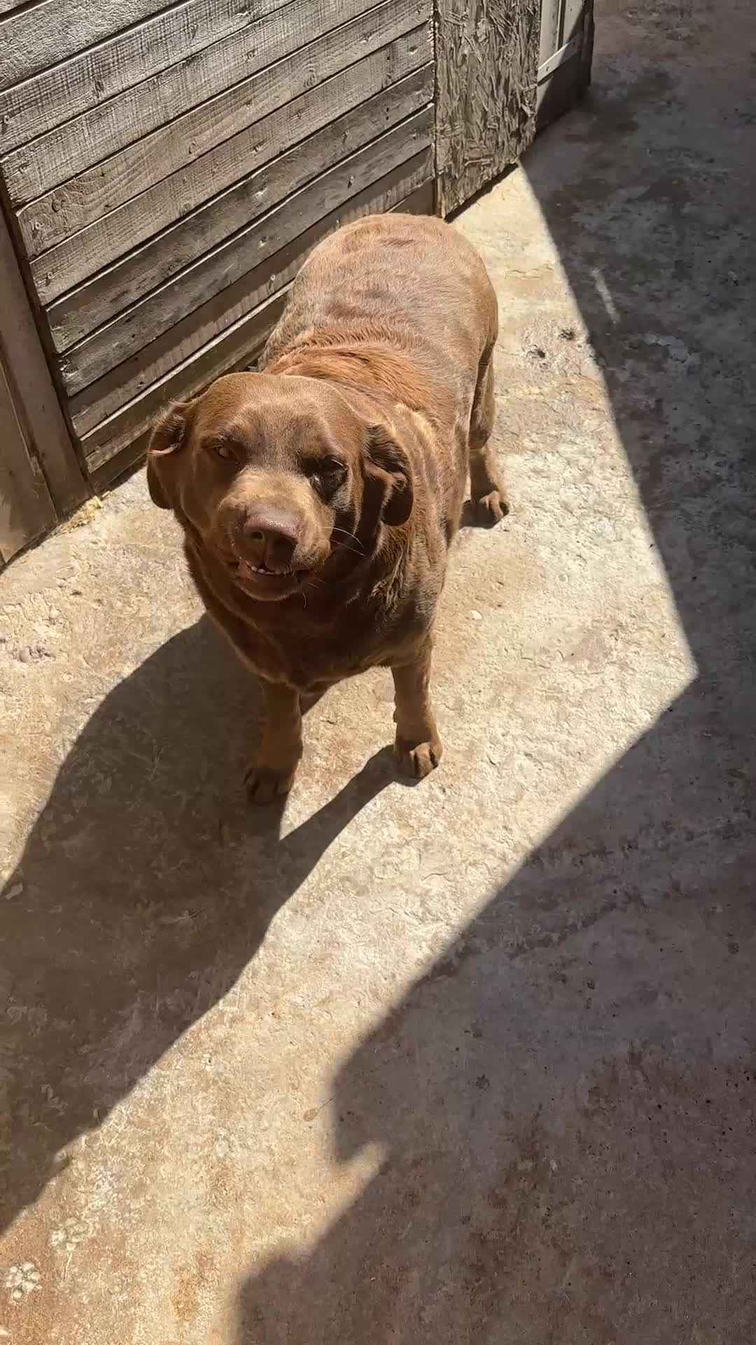 Labrador Retriever dogs for sale: 3 years old Labrador female  - Video 1
