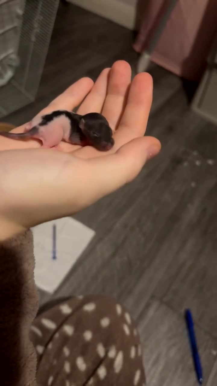 Rat rodents for sale: baby rats for sale 28th jan+  - Video 3