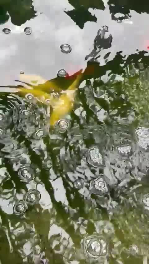 Other/Mixed Breed fish for sale: Pond closing down  - Video 3
