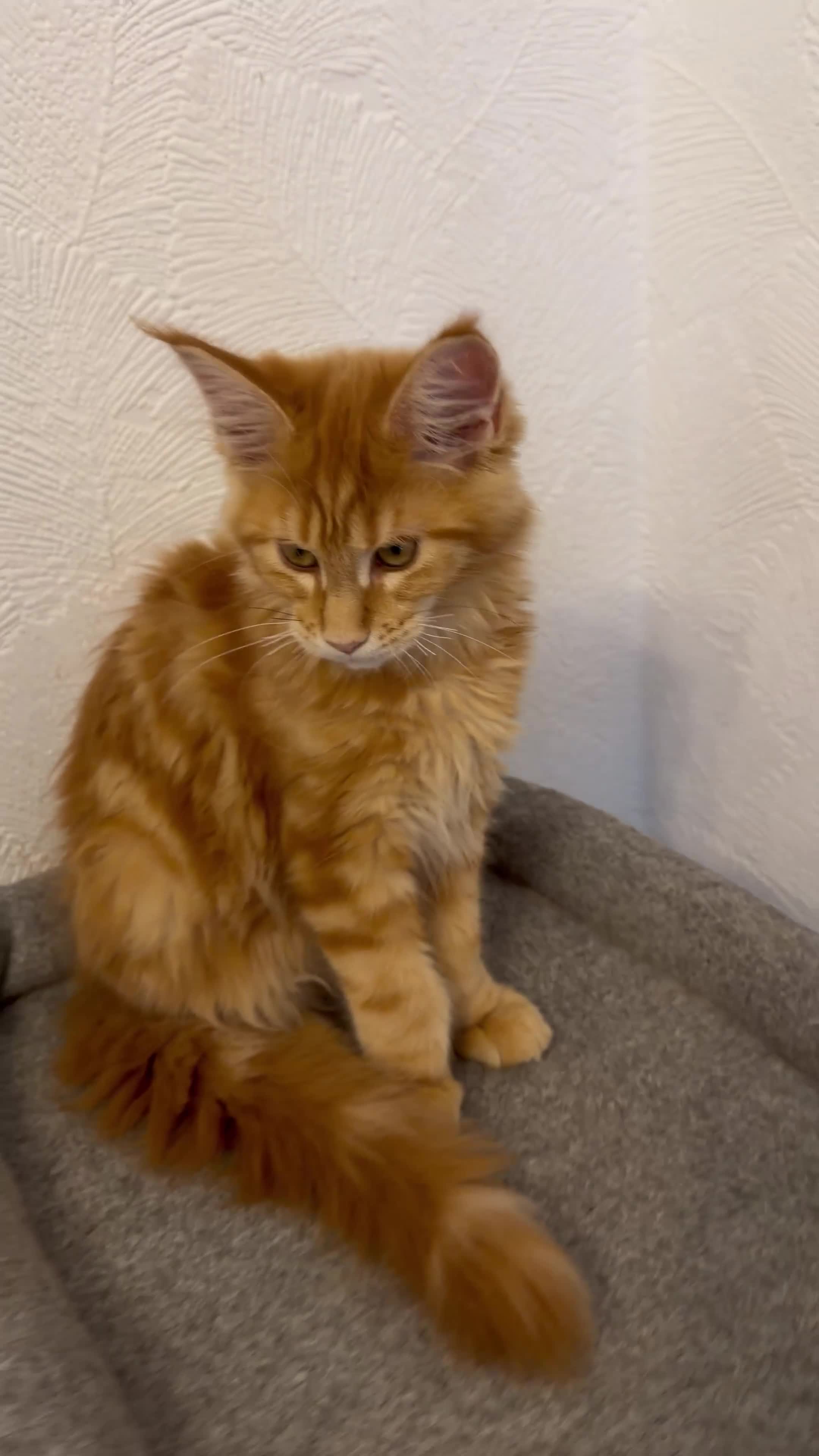 Maine Coon cats for sale: Maine Coon Kitten  - Video 1