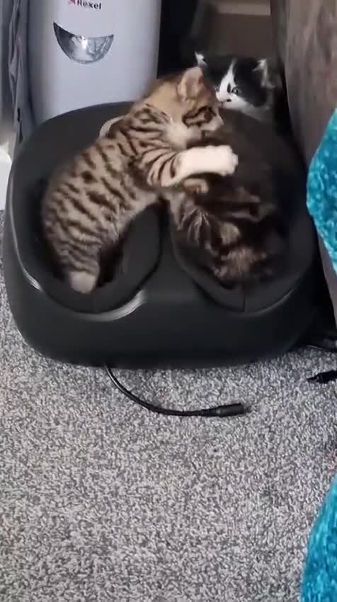 Mixed Breed cats for sale: Beautiful Litter of Fluffy Kittens  in Petersfield - Video 2