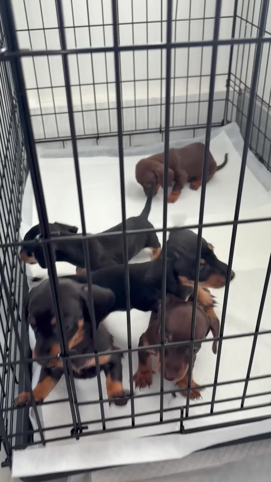 Dachshund dogs for sale: Dachshund puppies ready to leave next week  - Video 2