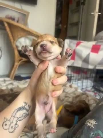 Mixed Breed dogs for sale: Mini dachshund cross  - Video 4
