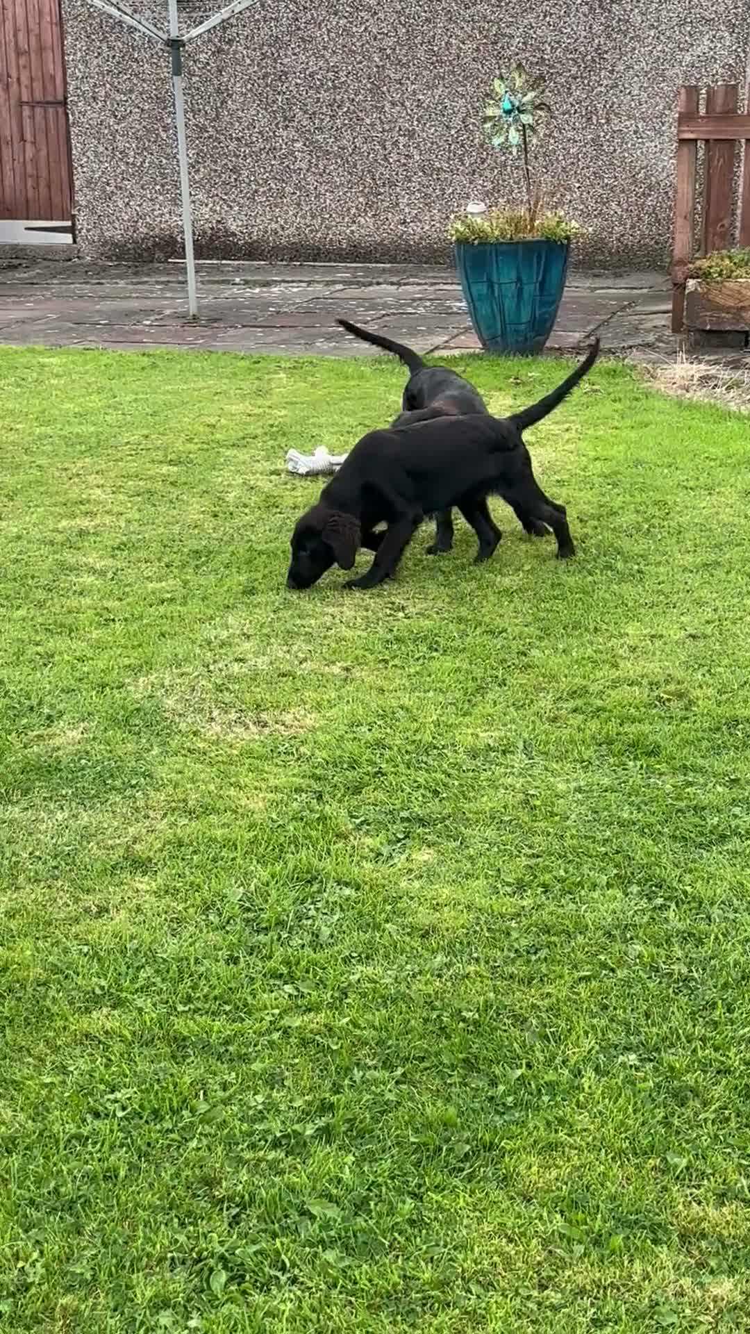 Flat coated Retriever dogs for sale: Two stunning black Flatcoats puppies for sale  - Video 1