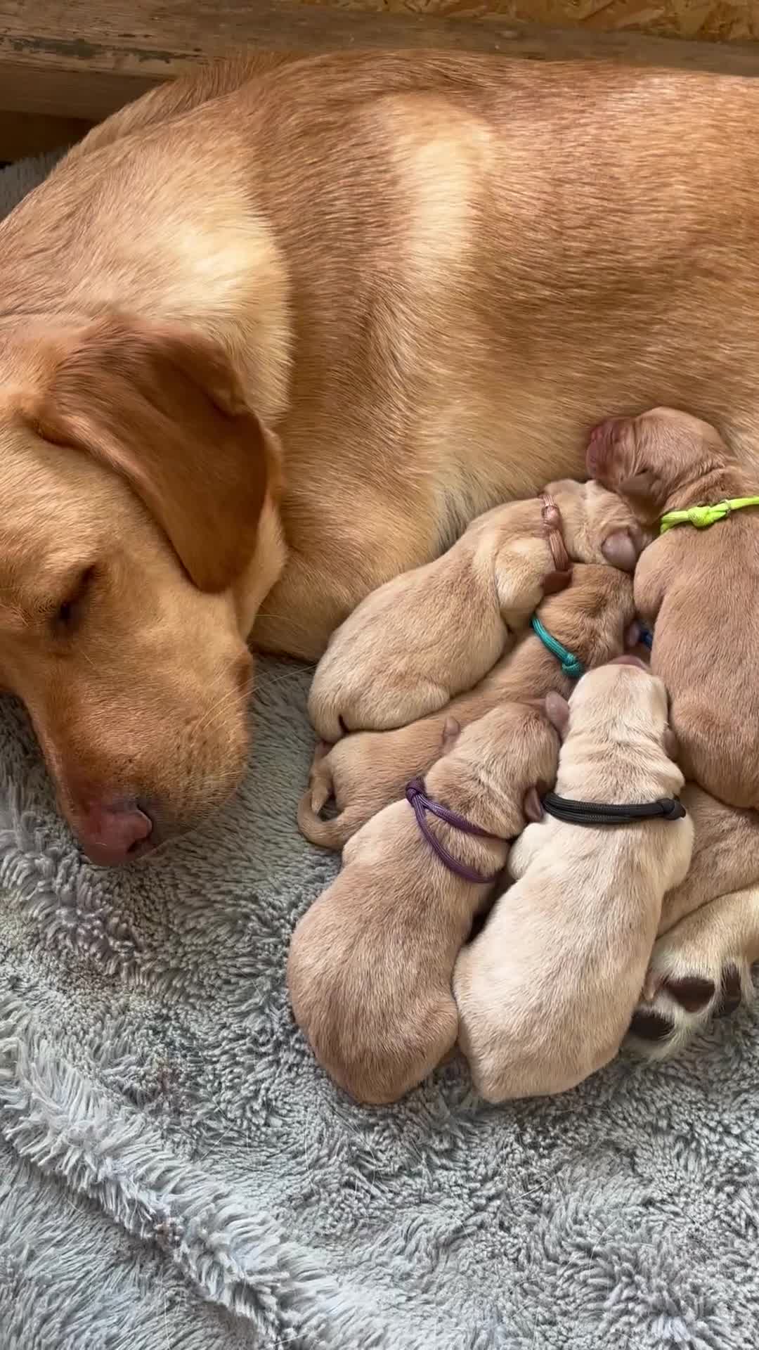 Labrador Retriever dogs for sale: 🐾 Labrador Puppies some with copper colourings 🐾 - Video 1