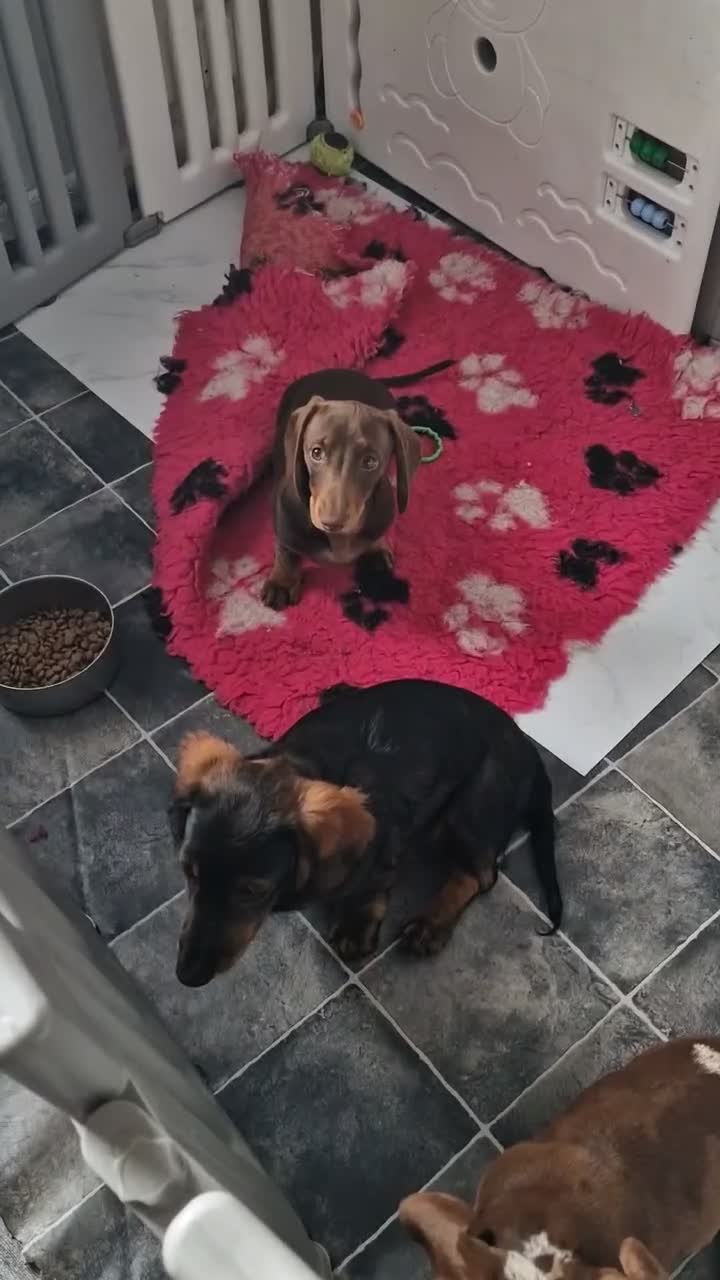 Miniature Dachshund dogs for sale: READY NOW Full Vaccination Dachshund Flufy & Smoth - Video 1