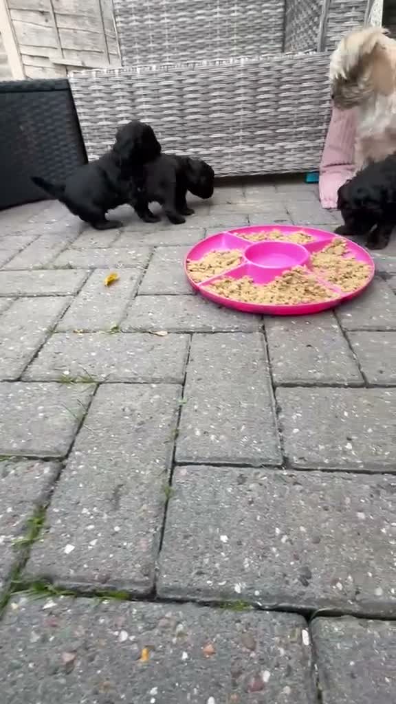 Mixed Breed dogs for sale: Shorkiepoo in Newport - Video 4