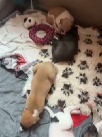 Whippet dogs for sale: magical whippets - Video 2