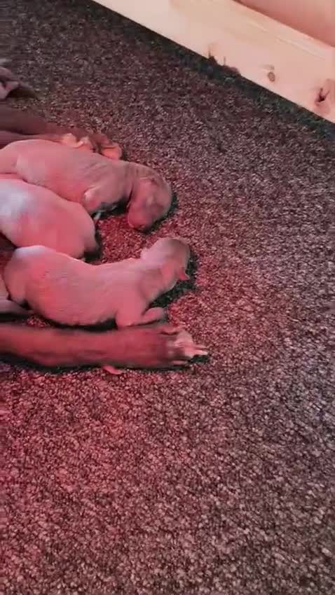 Whippet dogs for stud: Proven KC registered blue whippet for stud - Video 1