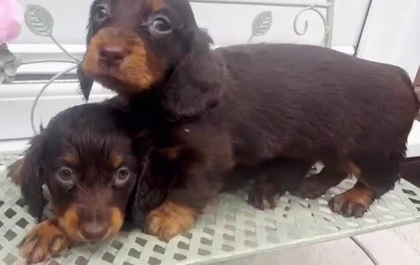 Dachshund dogs for sale: LONG-HAIRED DACHSHUND PUPPIES READY TO LEAVE in Manchester - Video 3