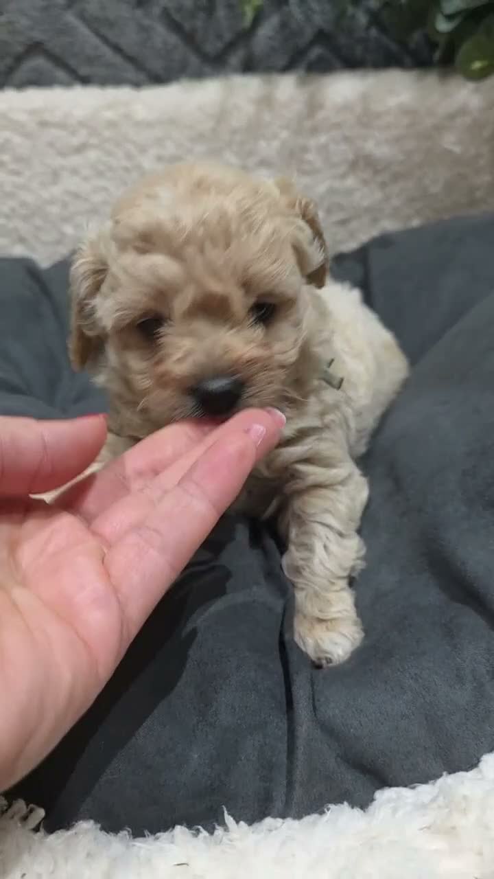 Maltipoo dogs for sale: Tiny Maltipoo F1B Puppies  in Motherwell - Video 2