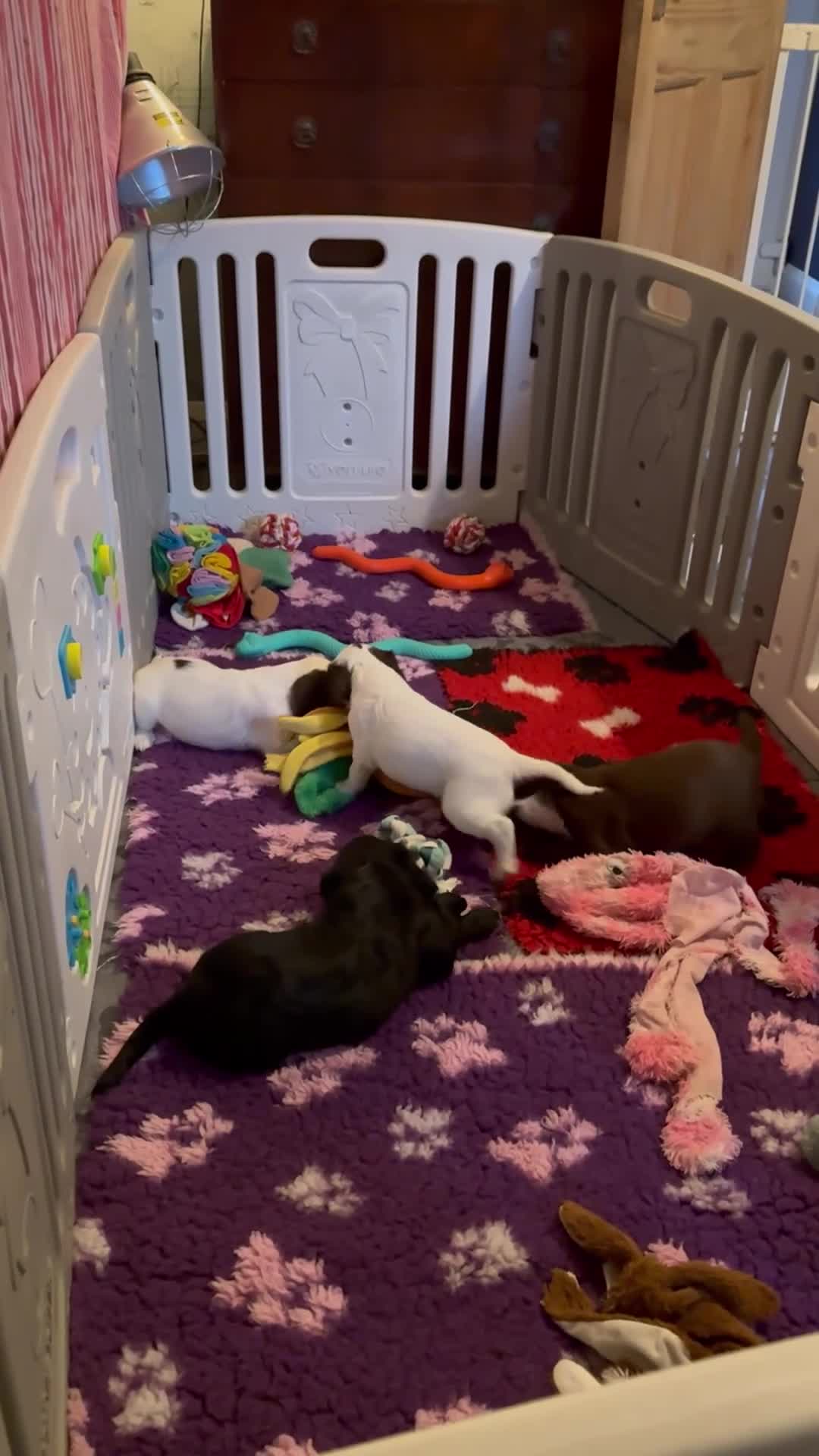 Sprocker dogs for sale: Beautiful Sprocker Spaniel pups  - Video 1