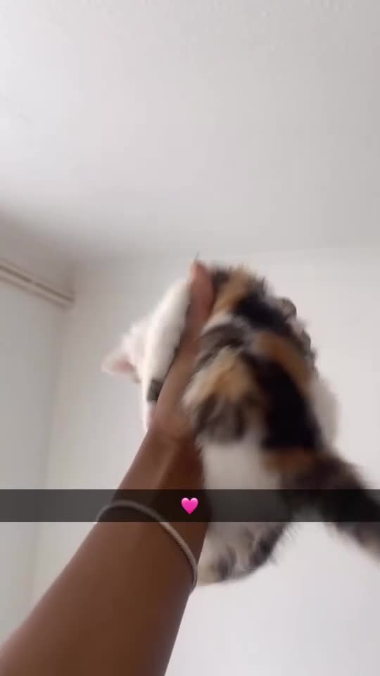Mixed Breed cats for sale: Our Adorable Mixed-Breed Kittens - Ready June 3rd! - Video 4