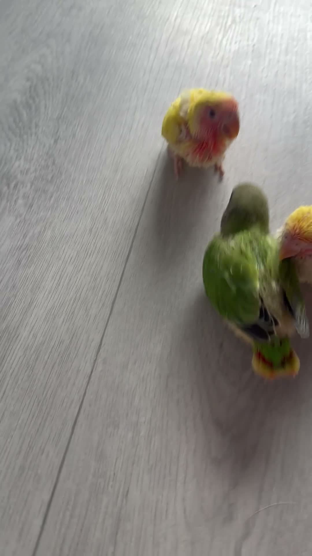 Lovebirds birds for sale: Baby hand reared lovebirds 2 x Lutino 1 x normal   in Rotherham - Video 1