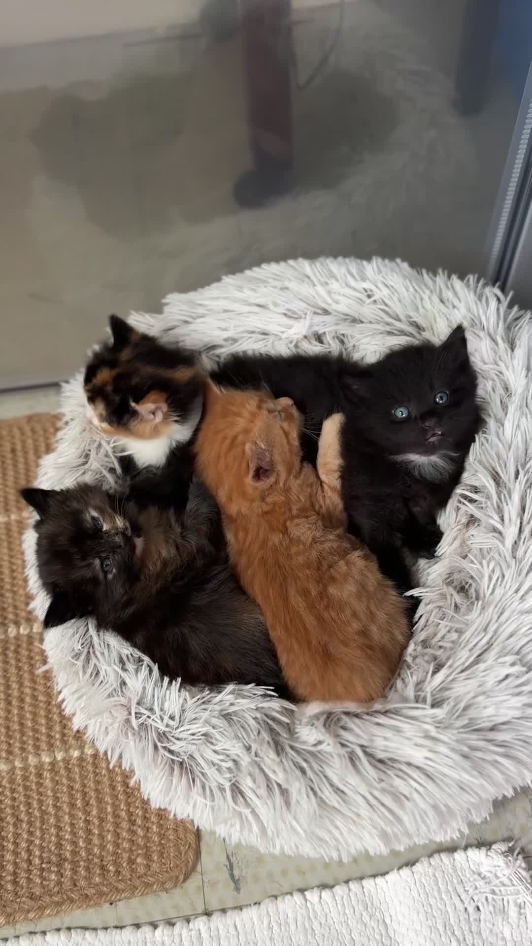 Mixed Breed cats for sale: Stunning kittens from a Maine Coon cross mum - Video 1