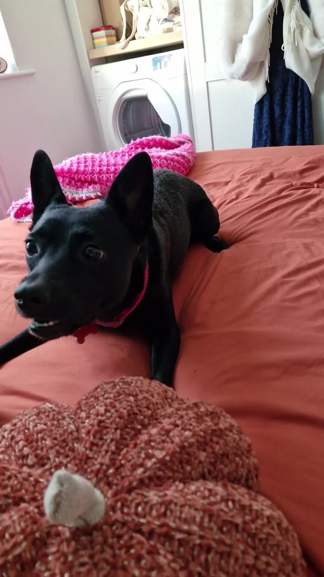 Mixed Breed dogs for sale: Kiwi  - Video 2