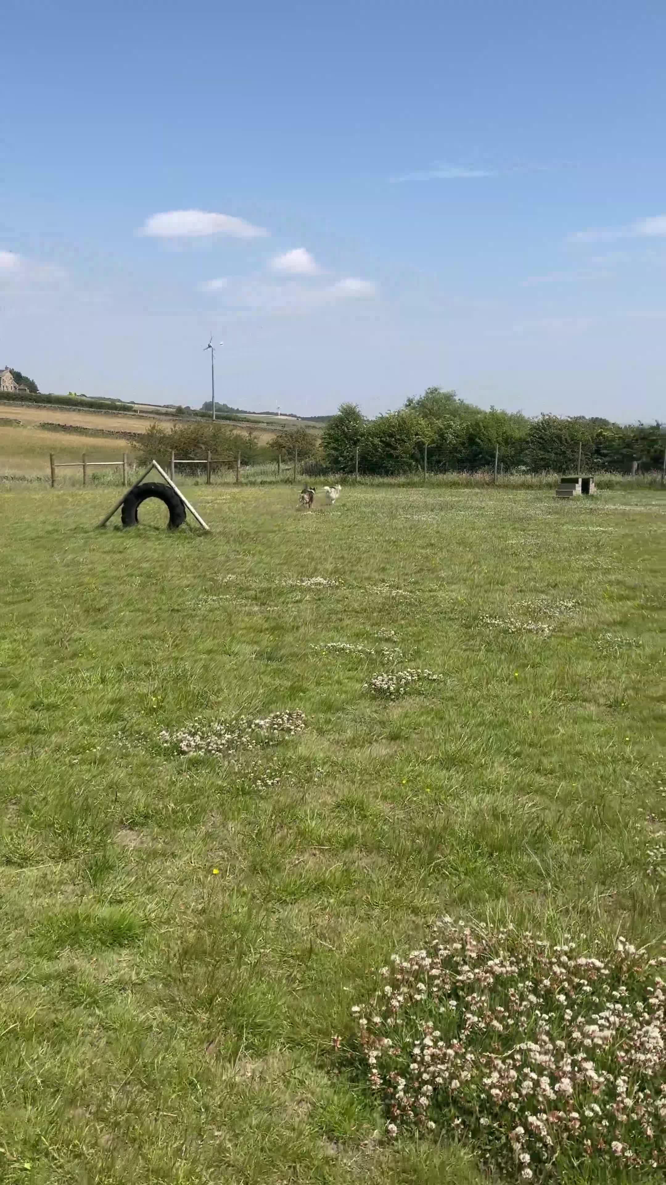 Siberian Husky dogs for sale: Siberian husky  - Video 1