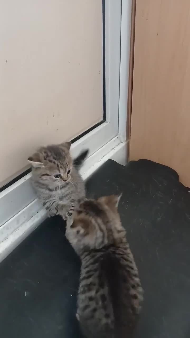 Mixed Breed cats for sale: Bsh and Scottish straight mix - Video 1