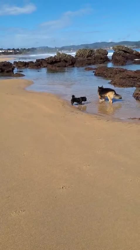Miniature Dachshund dogs for adoption: Digby Dachshund Maltese Cross, aged 2 - Video 1