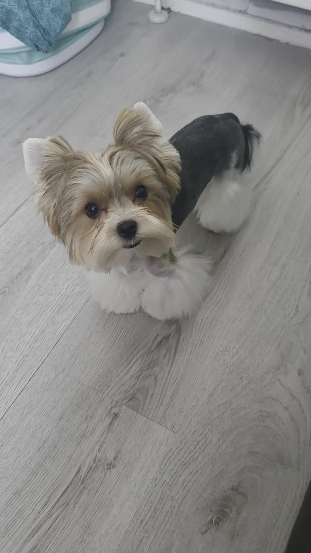 Yorkshire Terrier dogs for sale: Tiny Biewer terrier puppy - Video 1
