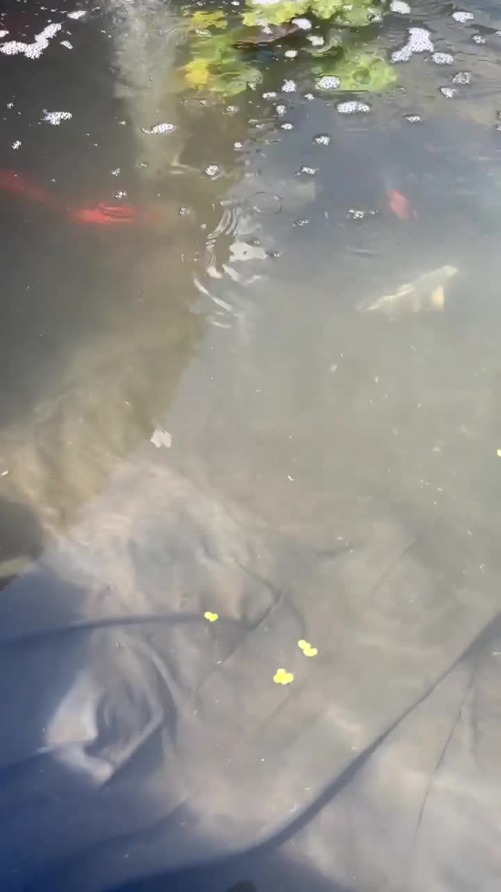 Koi Carp fish for sale: Selection of fish - Video 1