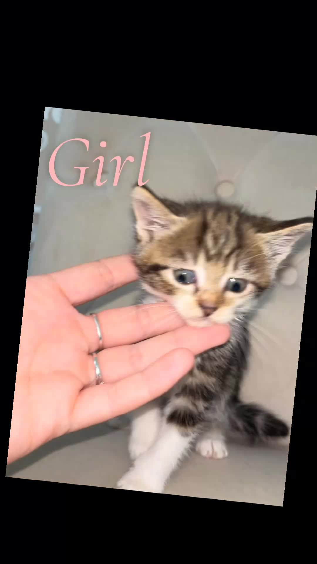 Mixed Breed cats for sale: 2 girls 2 boys mixed breed  - Video 1