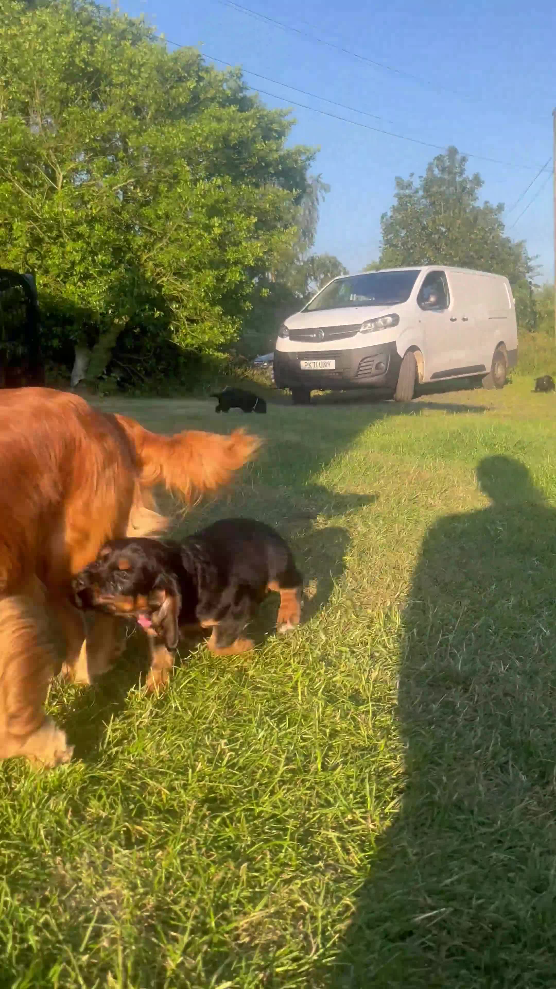 Cocker Spaniel dogs for sale: Beautiful working cocker spaniel pups  - Video 3