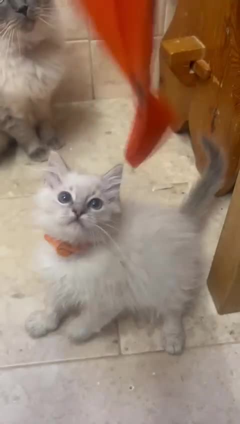 Ragdoll cats for sale: GCCF Registered Ragdoll*one left ready to go* - Video 1
